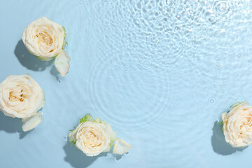 Wall Mural - Beautiful rose flowers in water on light blue background, top view. Space for text