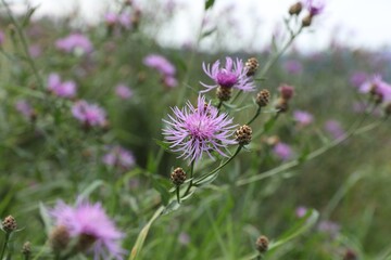 Canvas Print - Many beautiful plants with flowers growing outdoors