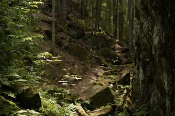 Wall Mural - Beautiful view of forest with many trees and stones