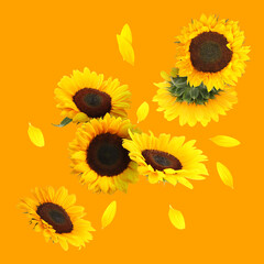 Poster - Many vibrant sunflowers and petals falling on orange background