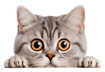 Sticker - PNG Curious cat peeking over edge