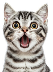 Poster - PNG Surprised tabby kitten portrait