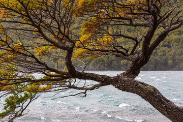 Poster - Autumn tree