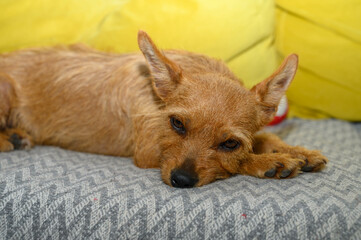 red dog resting on the sofa