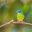 © DanWick - Saí-Azul fêmea (Dacnis cayana), em uma reserva ambiental.