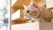 © MarkFinal - Cat climbing on built-in wall shelves in a stylish, pet-friendly home