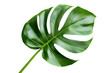 © Mehak - monstera leaf isolated png transparent background