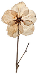 Canvas Print - Delicate dried flower preserved beautifully.