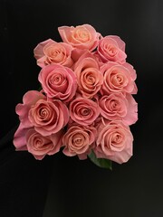 beautiful pink roses against a black background