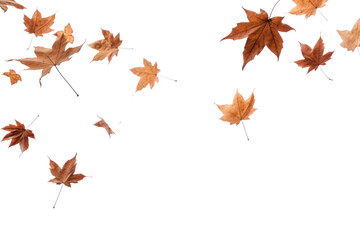 Sticker - PNG  Autumn leaves falling white background