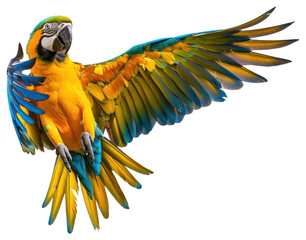 Wall Mural - PNG Colorful parrot with spread wings