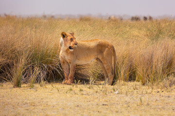 Wall Mural - lioness (panthera leo) stands on the lookout over the savannah in etosha national park namibia