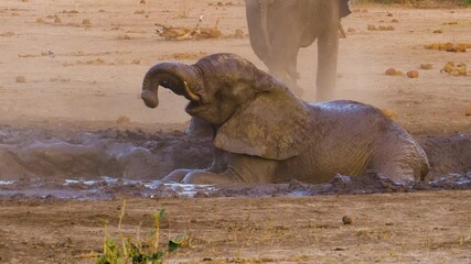 Wall Mural - young african elephant (loxodonta africana) playing in the mud