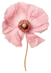 Poster - PNG  Delicate pink poppy flower