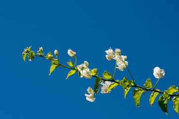 White flowers on a background of blue sky.
