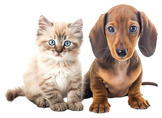 Poster - PNG  Ragdoll kitten and Dachshund aka teckel puppy dachshund animal mammal.