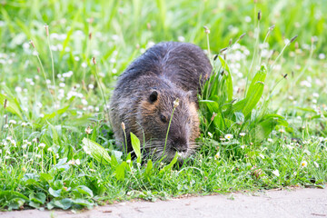 Wall Mural - Nutria river rat, coypu herbivorous, semiaquatic rodent member of the family Myocastoridae on the meadow, baby animals, habitant wetlands