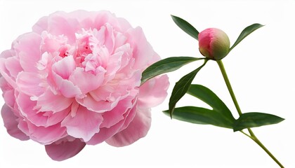 Canvas Print - pink peony clip art