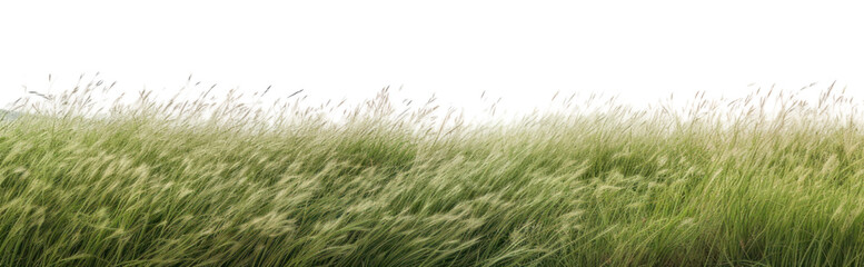 Poster - PNG  Serene grassy field landscape