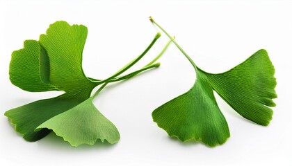 ginkgo biloba leaves isolated on a white background