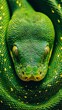 © netrun78 - A striking close-up reveals the detailed textures and patterns of a green snake, highlighting the seamless connection of its scales in a lush environment.