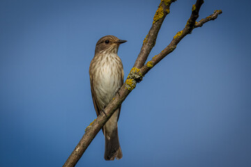 An adult Spotted flycatcher sits on the branch of a walnut tree and looks toward the camera lens on a sunny summer evening with a blue sky background.