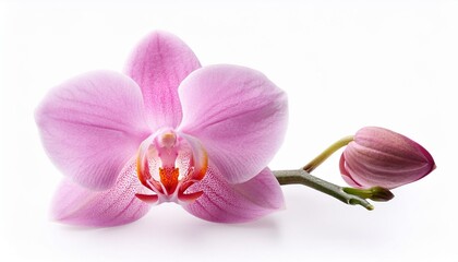 Wall Mural - beautiful pink orchid flower on white background