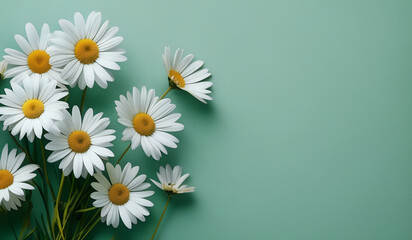 Wall Mural - white daisies on a green pastel paper texture background with copy space