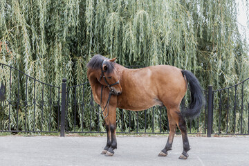 photo of the horse's exterior in summer in nature