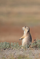 Wall Mural - Alert Black-Tailed Prairie Dog Standing Near Its Burrow