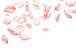 © Rawpixel.com - PNG  Delicate pink petals floating gracefully