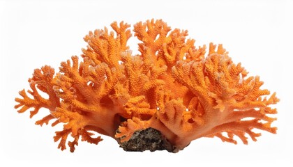 orange soft coral isolated on transparent background cutout generative ai