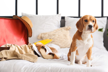 Cute Beagle dog and suitcase with summer clothes in bedroom