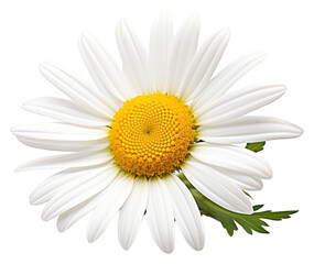 Sticker - PNG Close-up chamomile flower daisy petal plant.