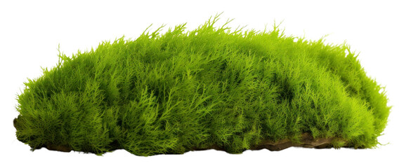 Poster - PNG Green moss plant grass white background.