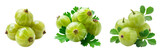 Set of Indian gooseberry with same leaf's isolated on a transparent background