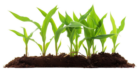 Sticker - PNG Plant leaf soil corn.