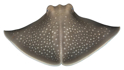 Poster - PNG A stingray animal fish sea.