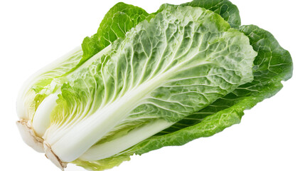  Romaine lettuce vegetable isolate on white background