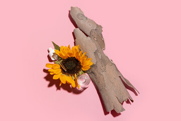 Wall Mural - Bottle of essential oil, sunflower and tree bark on pink background