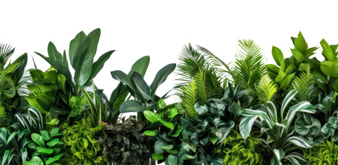 Poster - PNG Plants backgrounds vegetation outdoors.