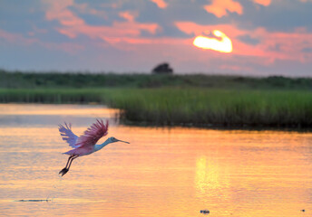 Sticker - Roseate spoonbill (Platalea ajaja) flying towards the rising sun in coastal wetlands, Galveston, Texas, USA.