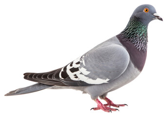 Sticker - PNG Animal pigeon bird wildlife.