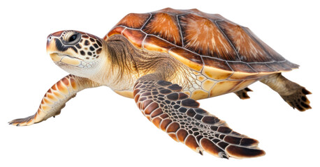 Sticker - PNG Reptile animal wildlife tortoise.