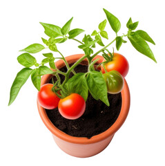 Poster - PNG Tomato tomato plant vegetable.