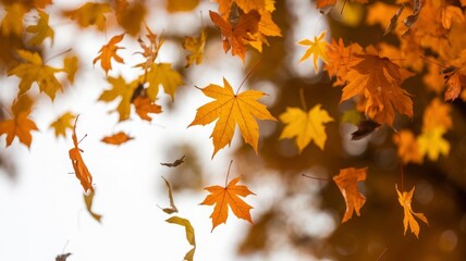 orange and yellow autumn leaves floating in the air 