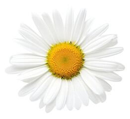 Poster - PNG Daisy flower petal plant.