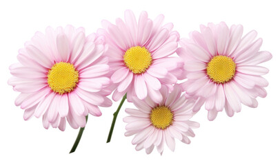 Poster - PNG Daisys flower blossom petal.