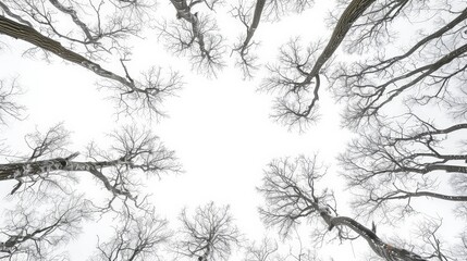 Sticker - Looking Up at Bare Tree Branches in Winter.