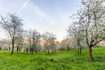 Wall Mural - Flowering trees on Petrin hill in Prague, Czech Republic